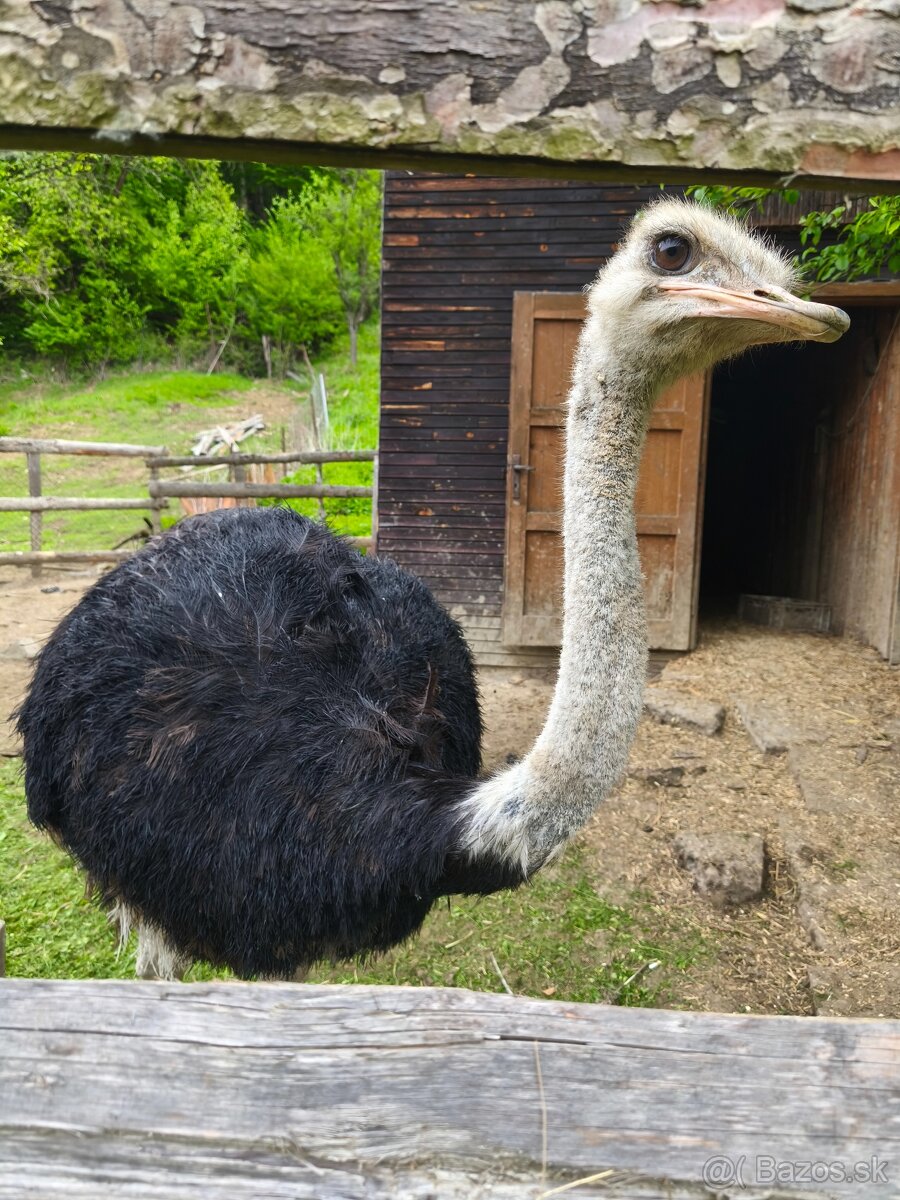 Pštros Africký