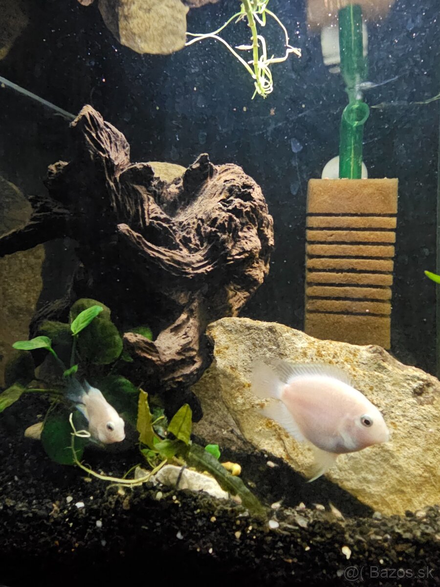 Polar parrot blue/white