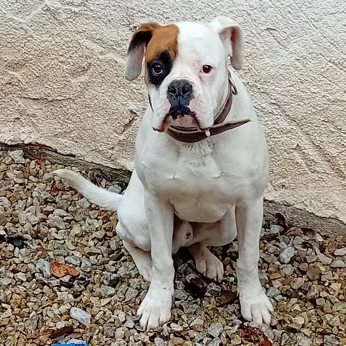 Nemecký boxer