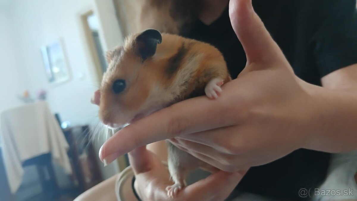Sýrsky zlatý škrečok