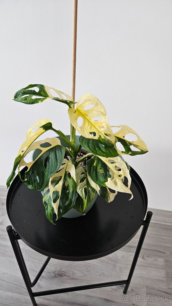 Monstera adansonii veriegata - izbova rastlina