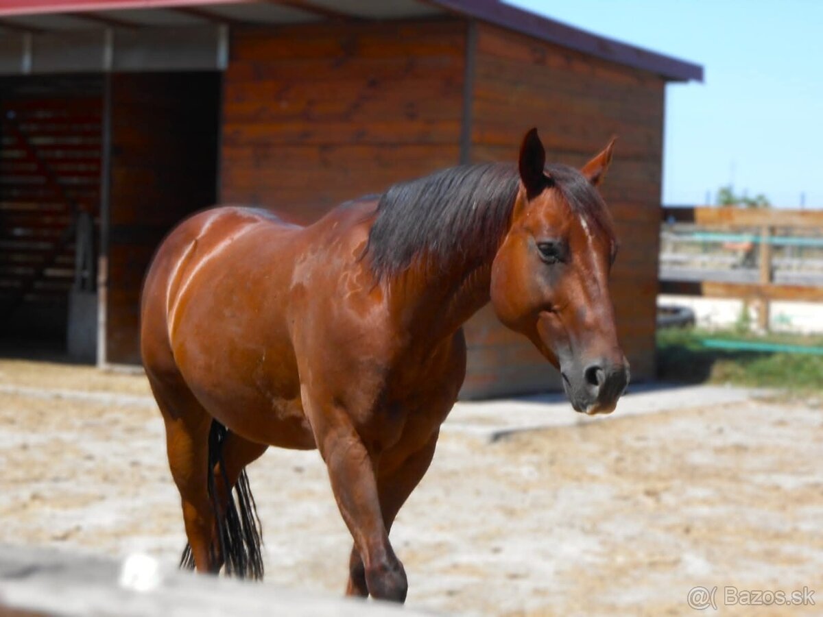 Predám valacha quarter horse
