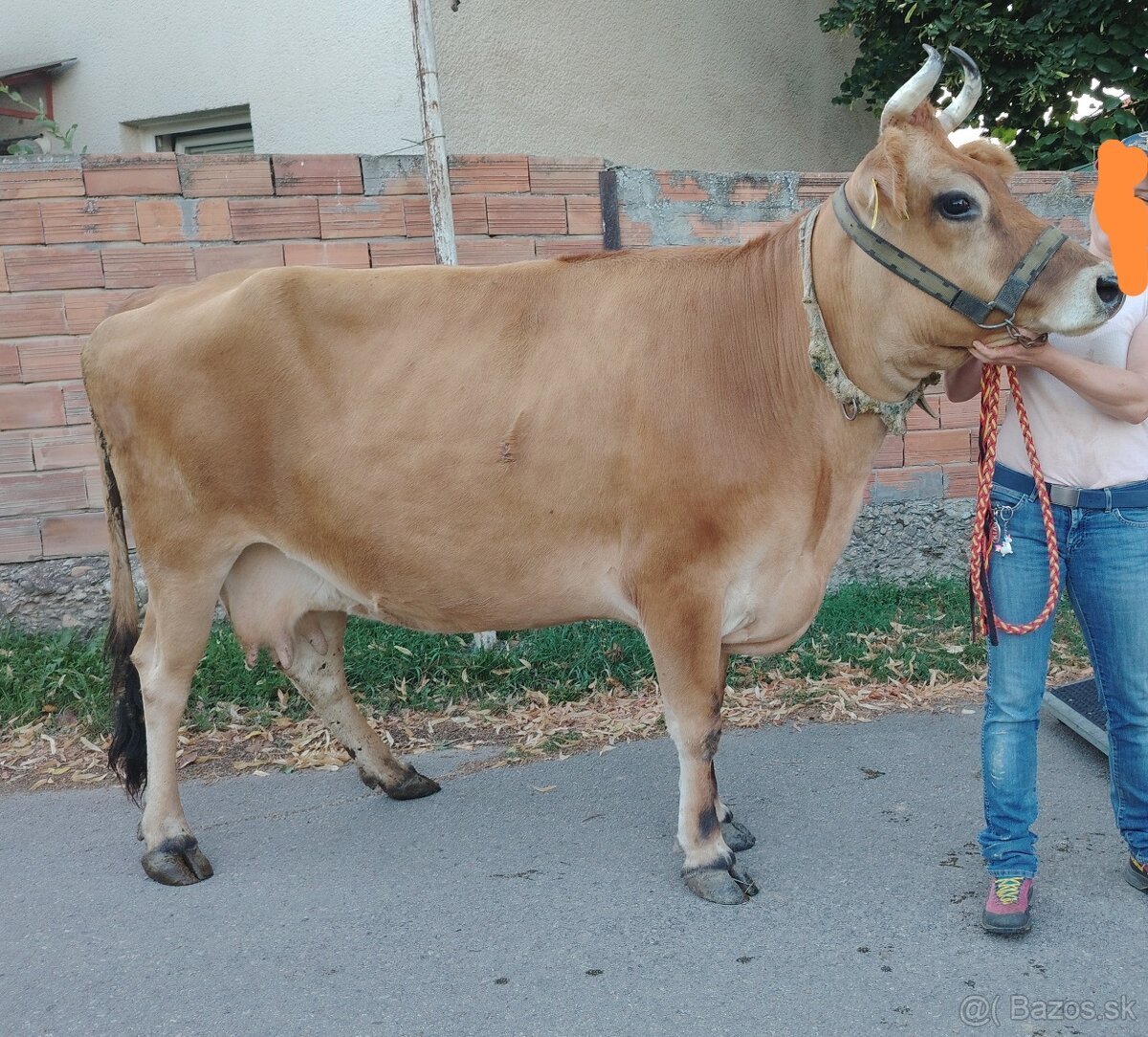 Jersey krava