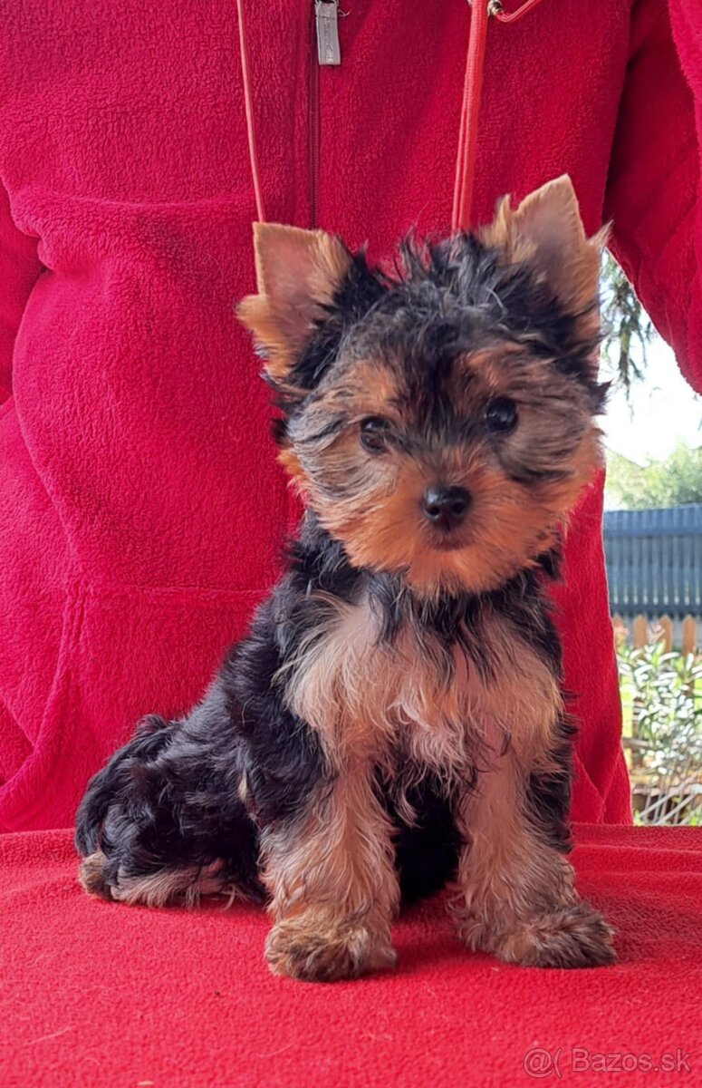 YORKSHIRE TERRIER