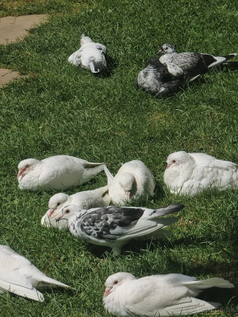 BIELE POŠTOVÉ HOLUBY