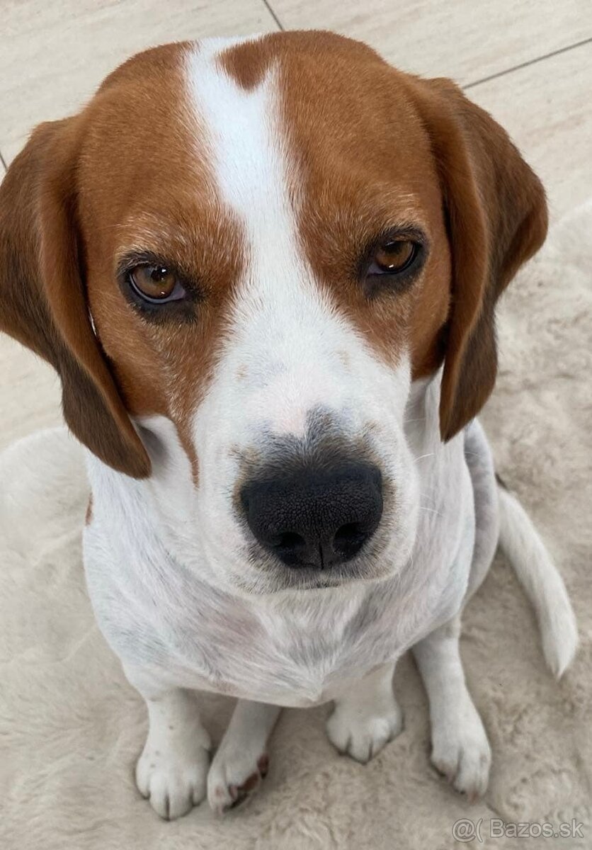 Bígl/ beagle/ na krytie