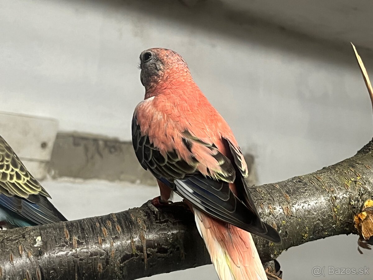 Neofemy búrkové prírodne , lutino ,