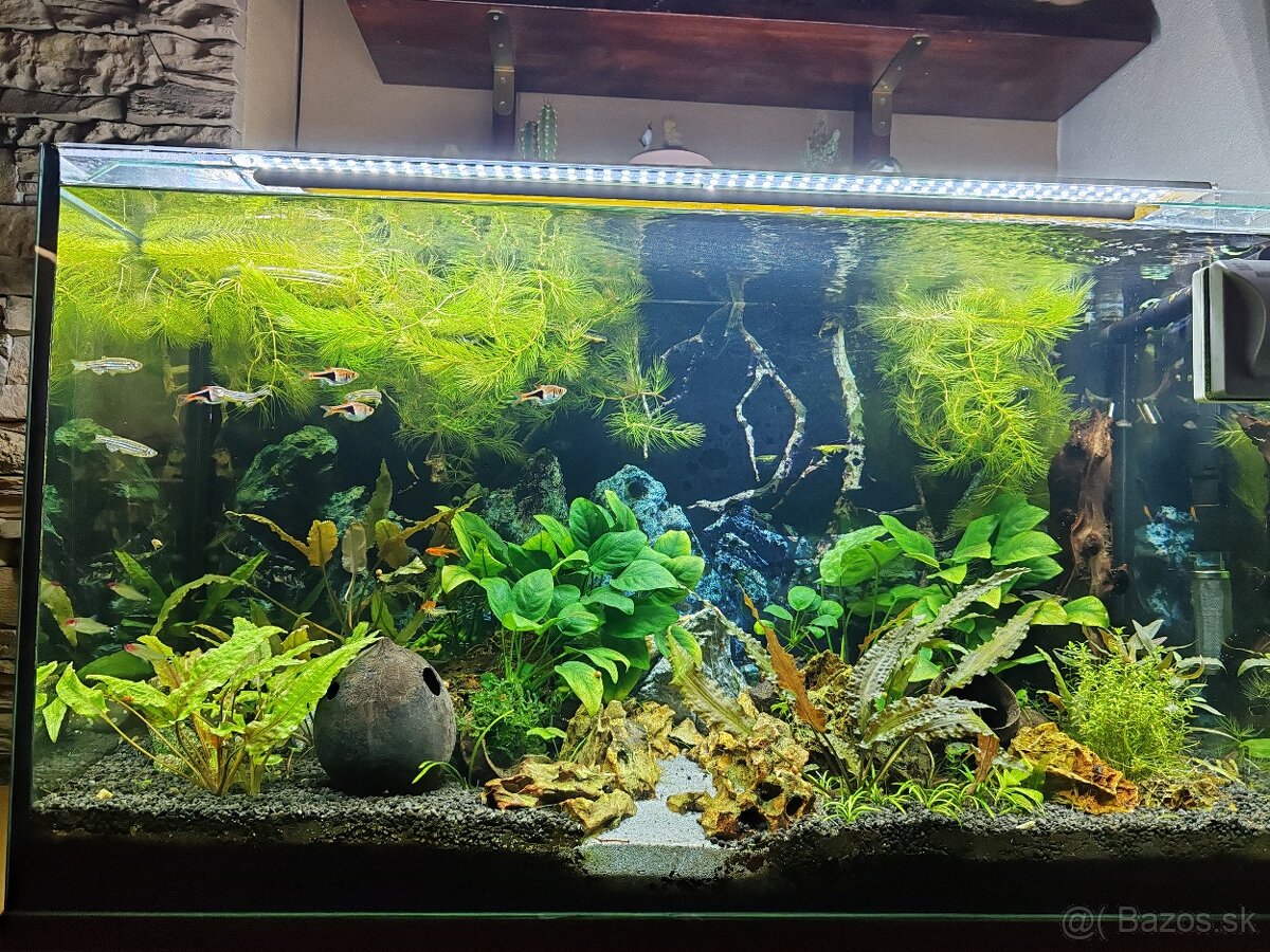 Akva 126l, svetlo, filter