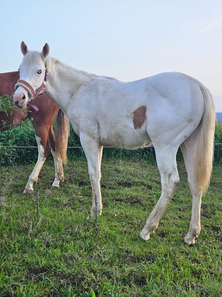 Paint Horse, aph žrebček