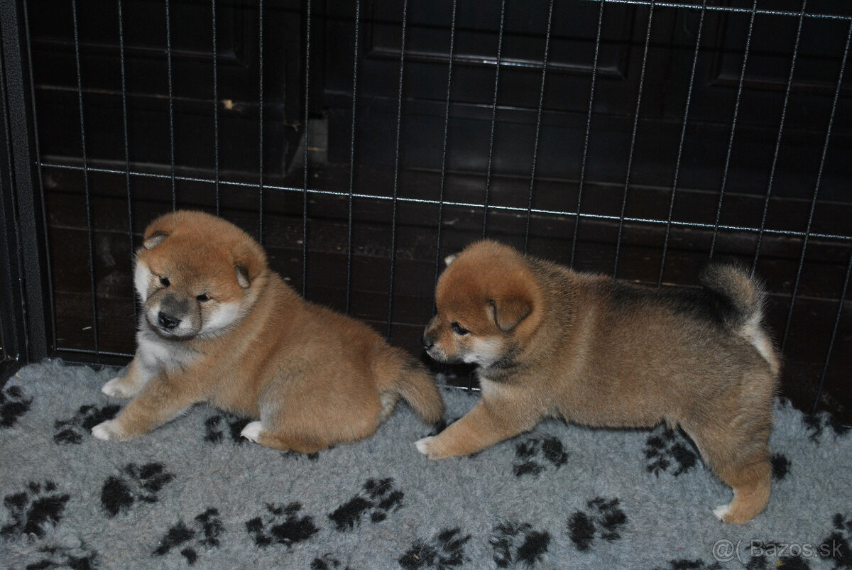 Shiba Inu- predaj šteniatok