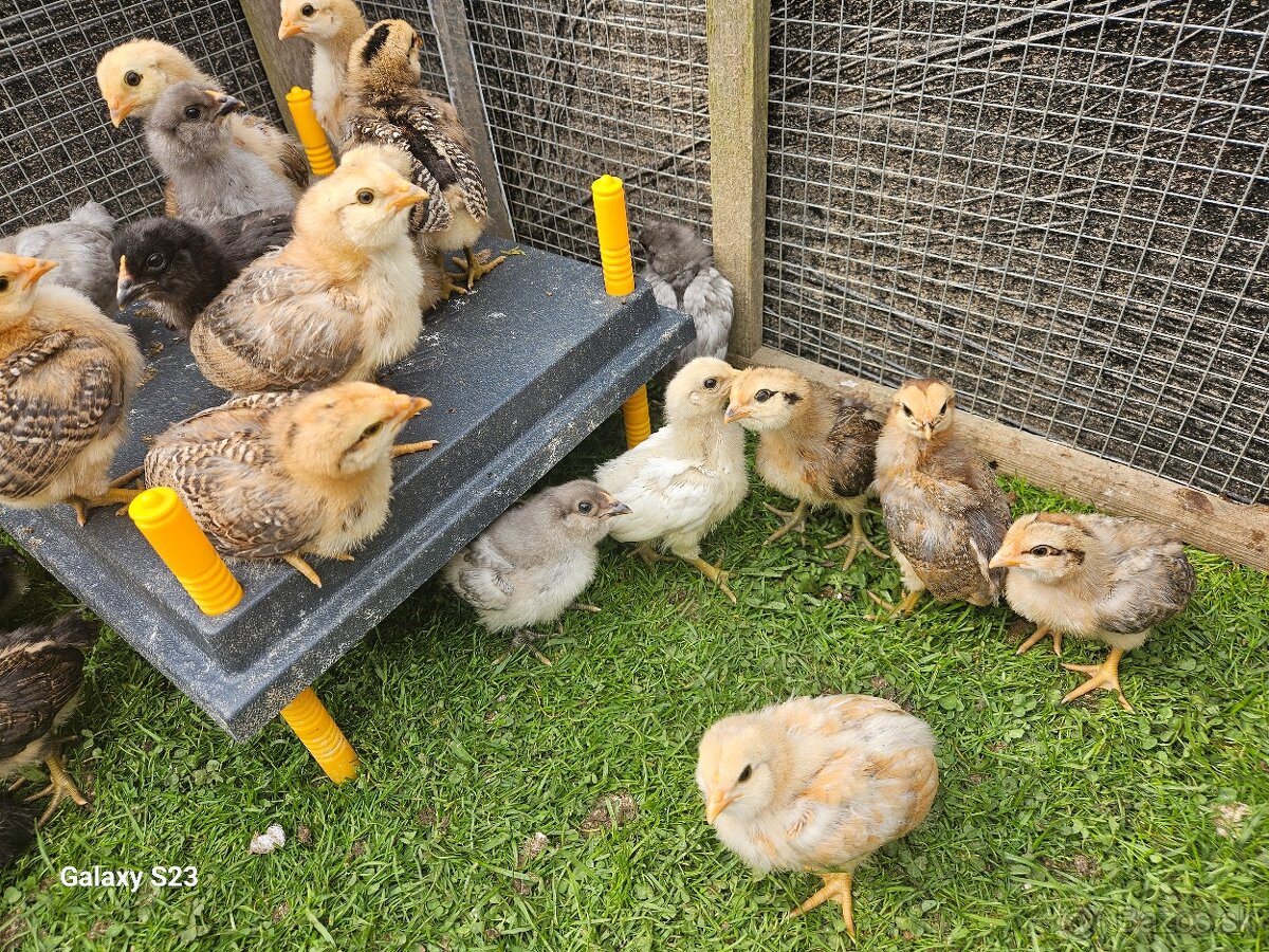 Predám nasadové vajíčka araucana