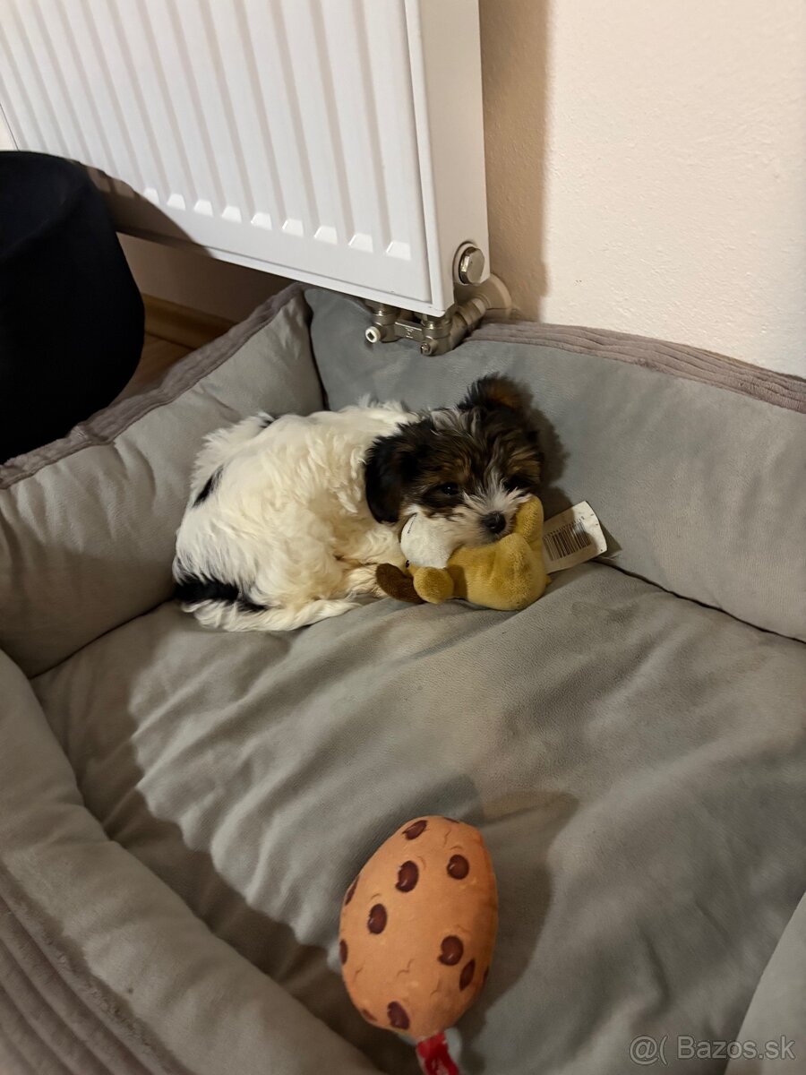 Biewer Yorkshire terier