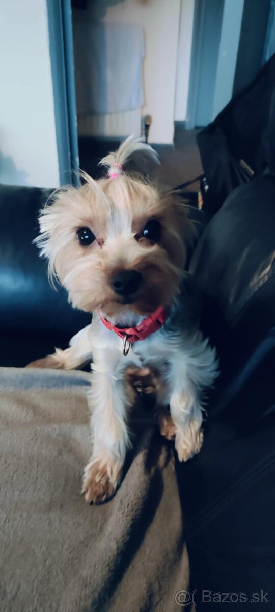 Predám Yorkshire terrier info v texte