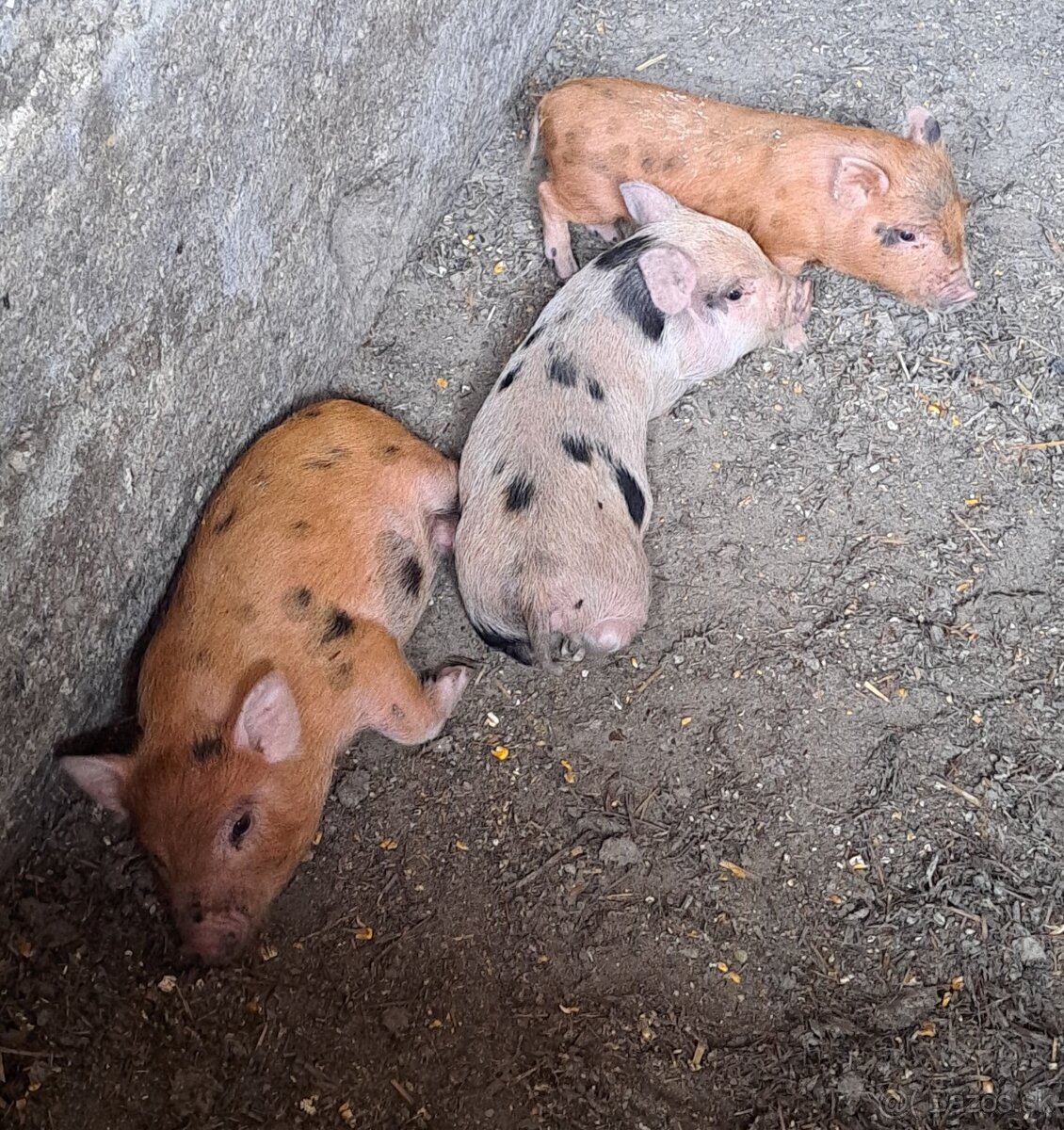Göttingerske mini prasiatka
