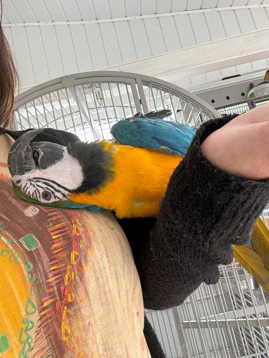 ARA ARARAUNA  samec - Teraz  zlava : -200,- EUR