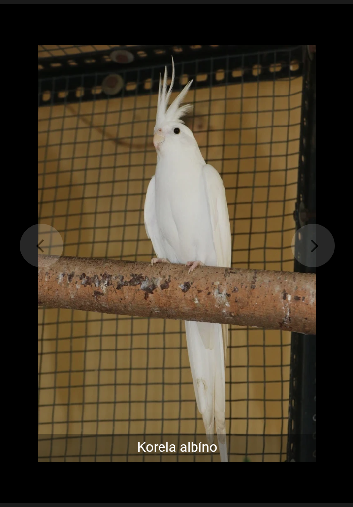 Rucne dokrmene korelky Albína 2025