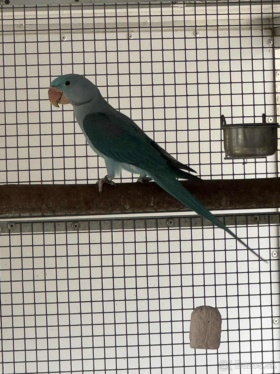 Alexander velký mutacia