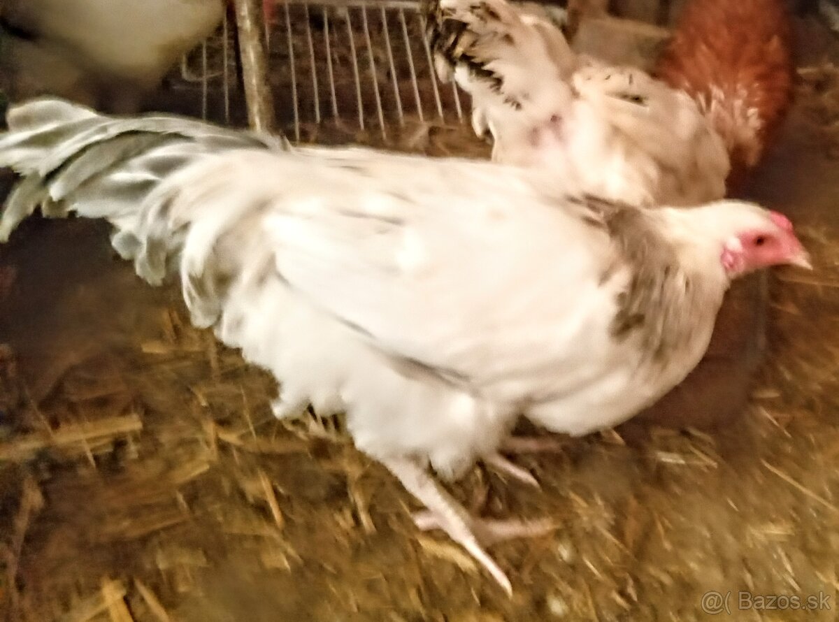 Predám kohútka MIX