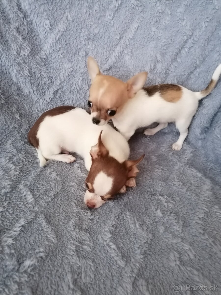 Čivava krátkosrstá