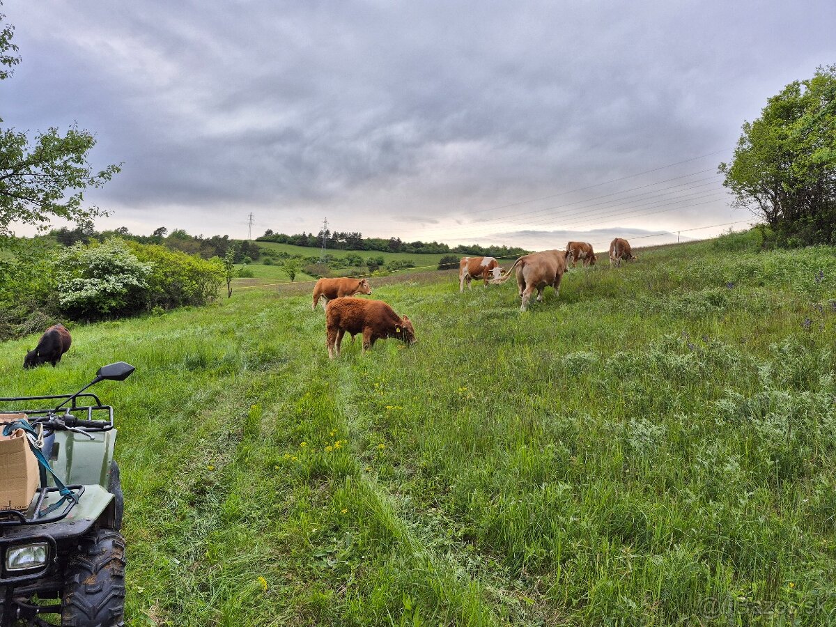 Predaj hovädzie mäso BIO