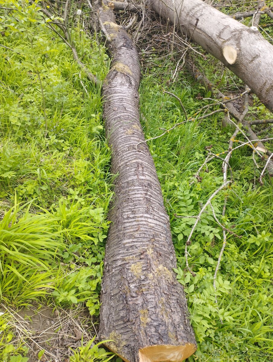 Predám kmeň čerešne.