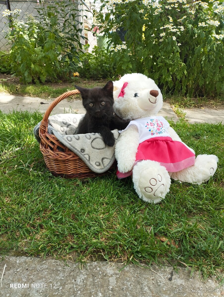 Darujem mačiatka
