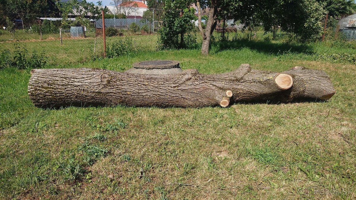 Orechový kmeň