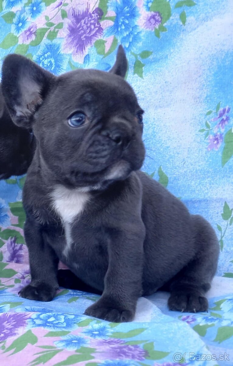 modrý francúzsky buldog
