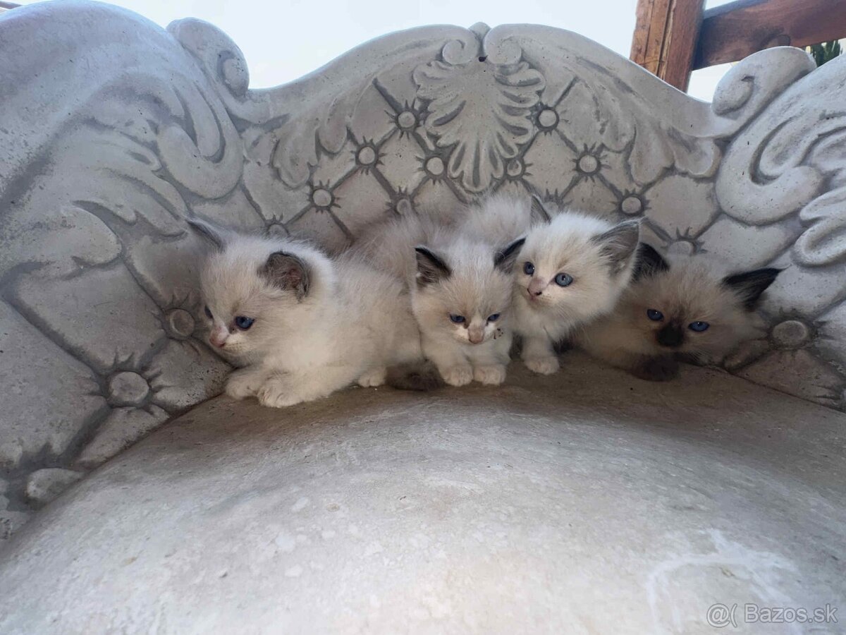 Predam cistokrvne Ragdoll maciatka