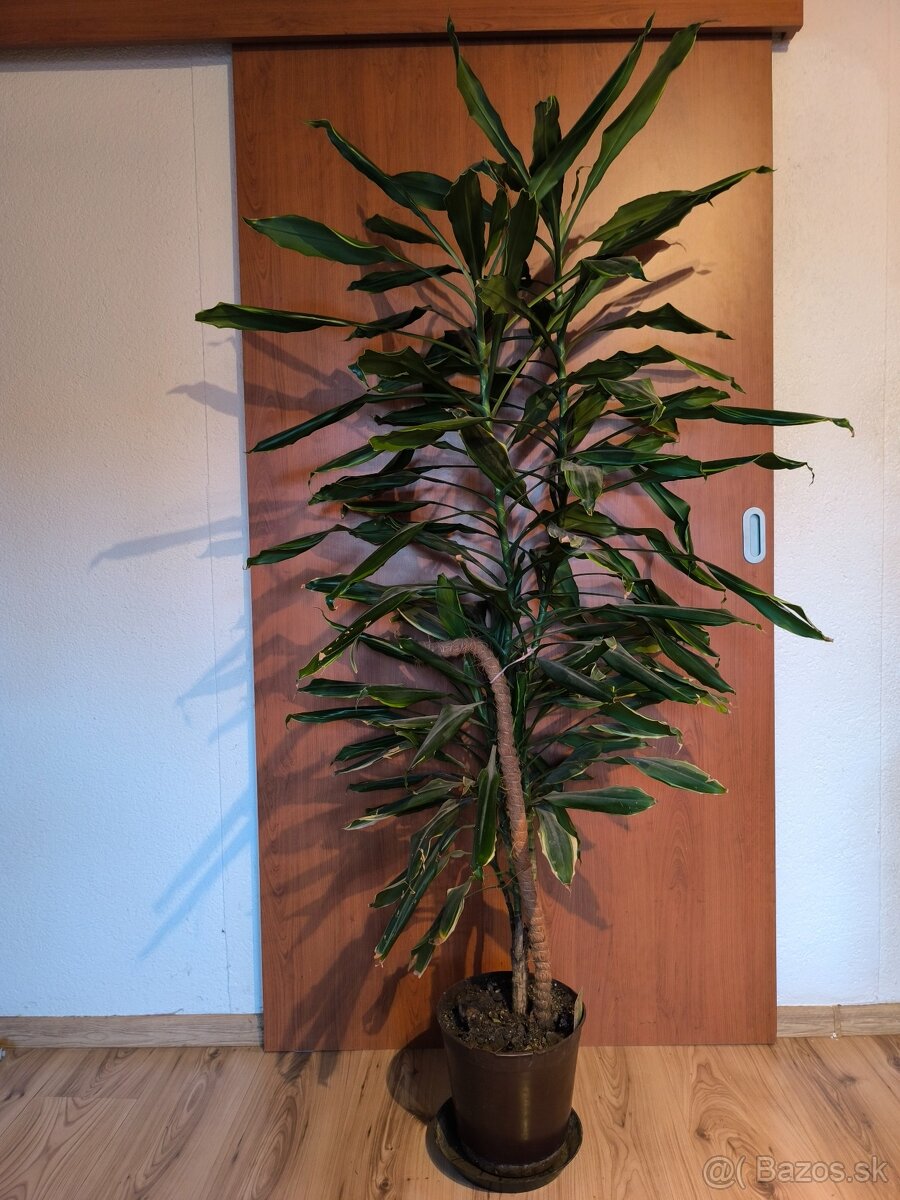 Dracena - Golden coast
