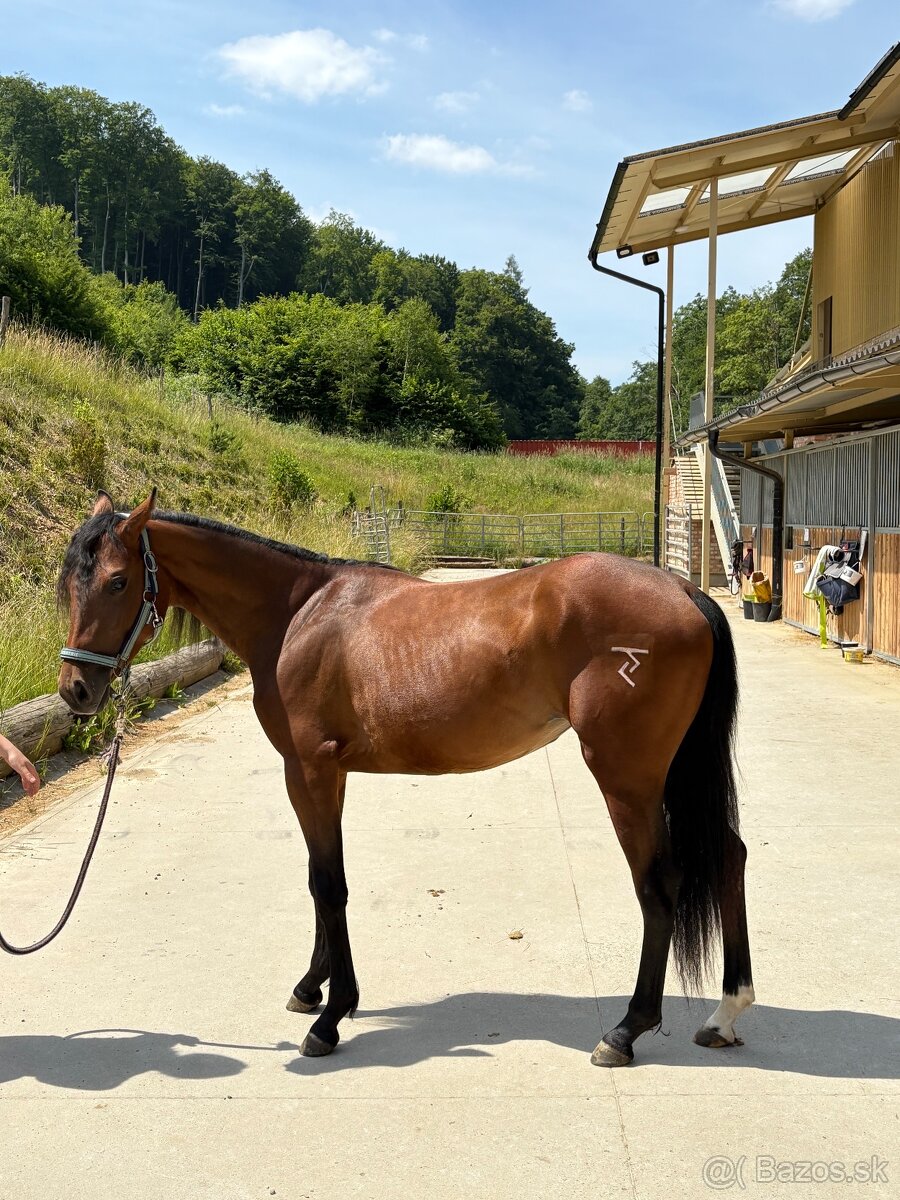 QH kobyla