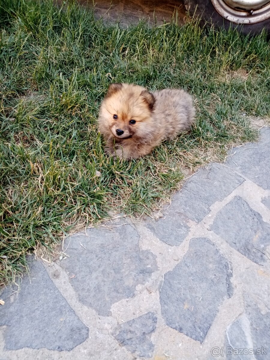 Oranžový špic - pomeranian