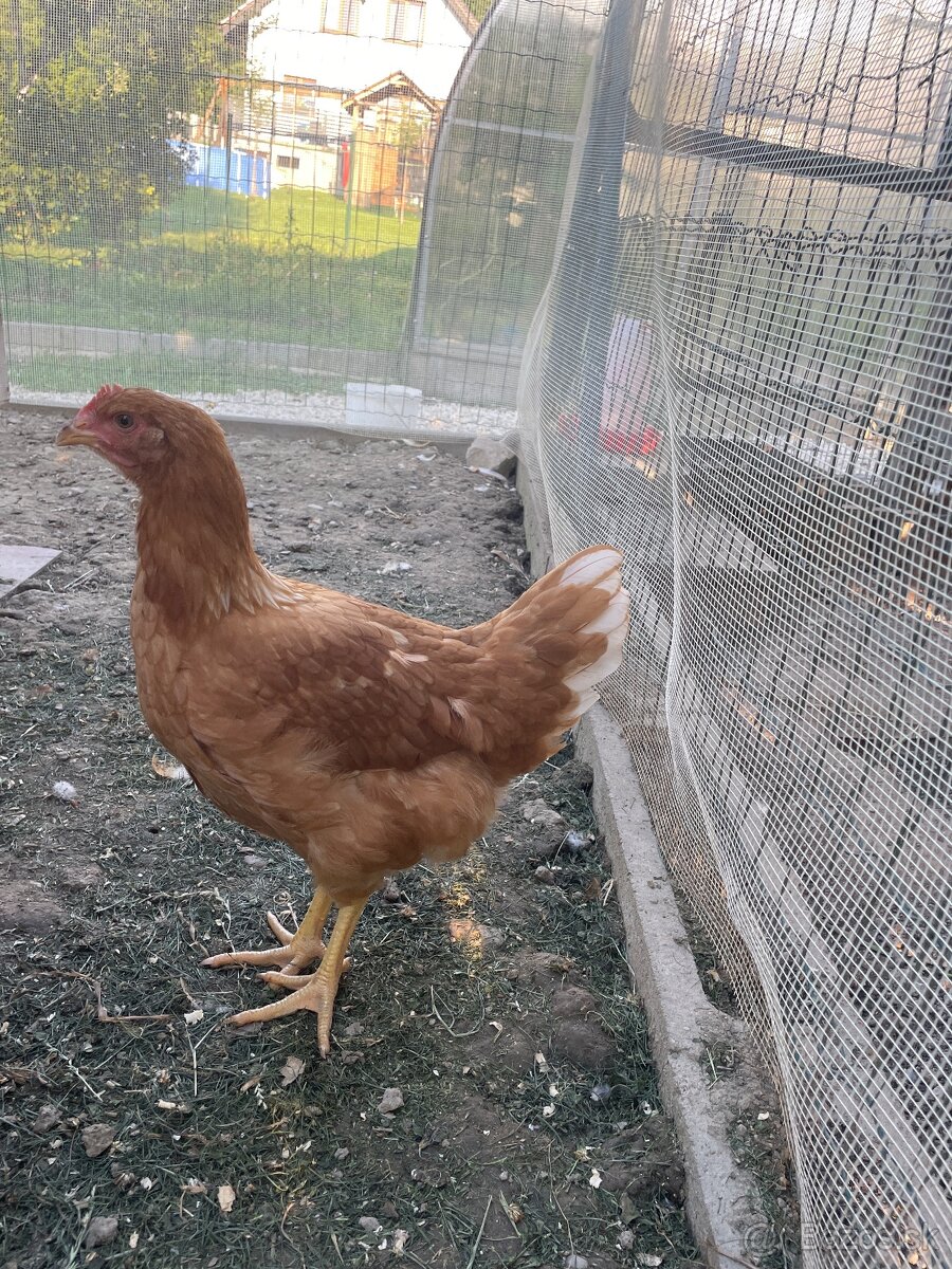 Kúpim sliepky plemena orpington