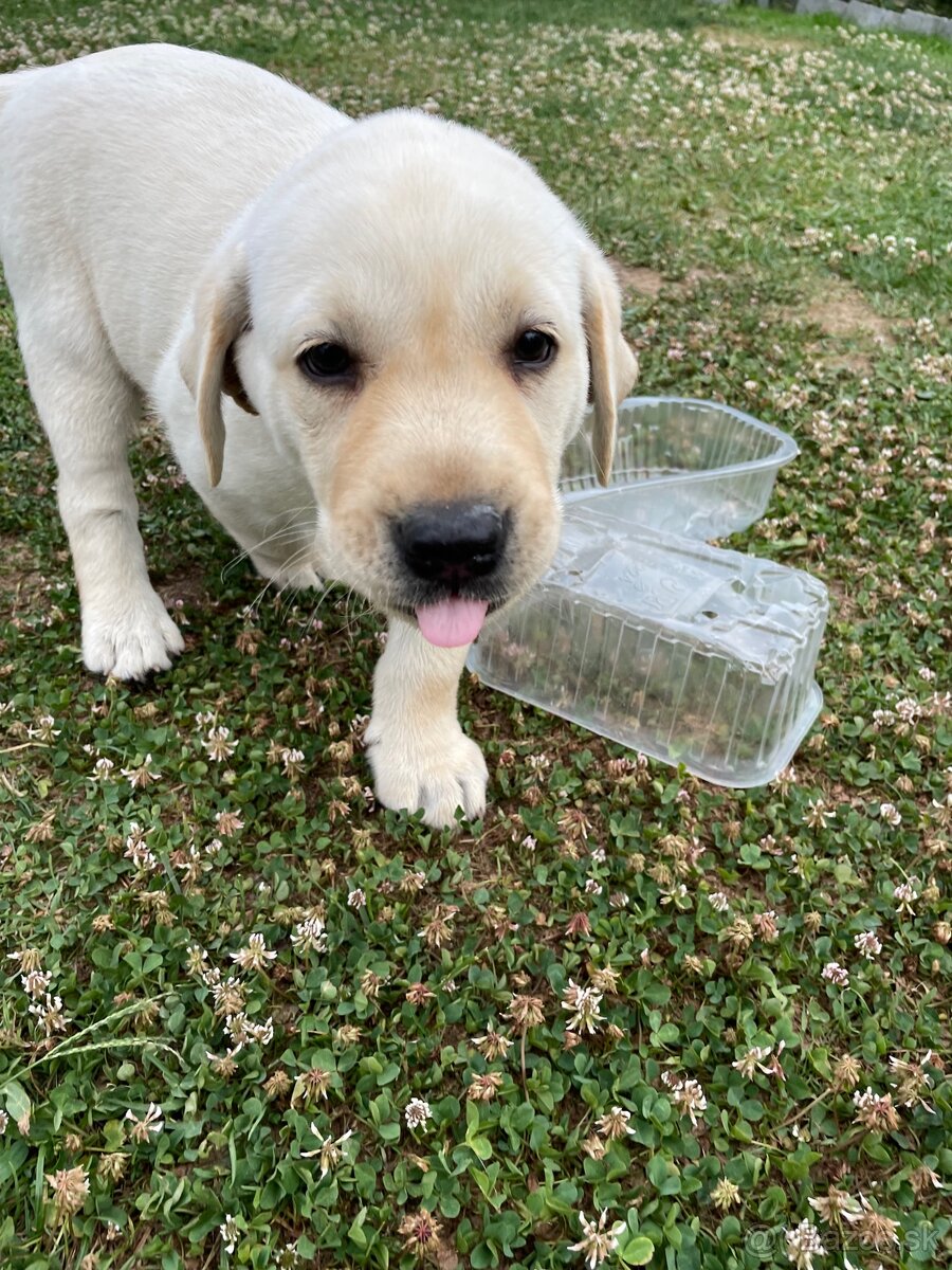 Labrador Šteniatko psík 11 týždňov