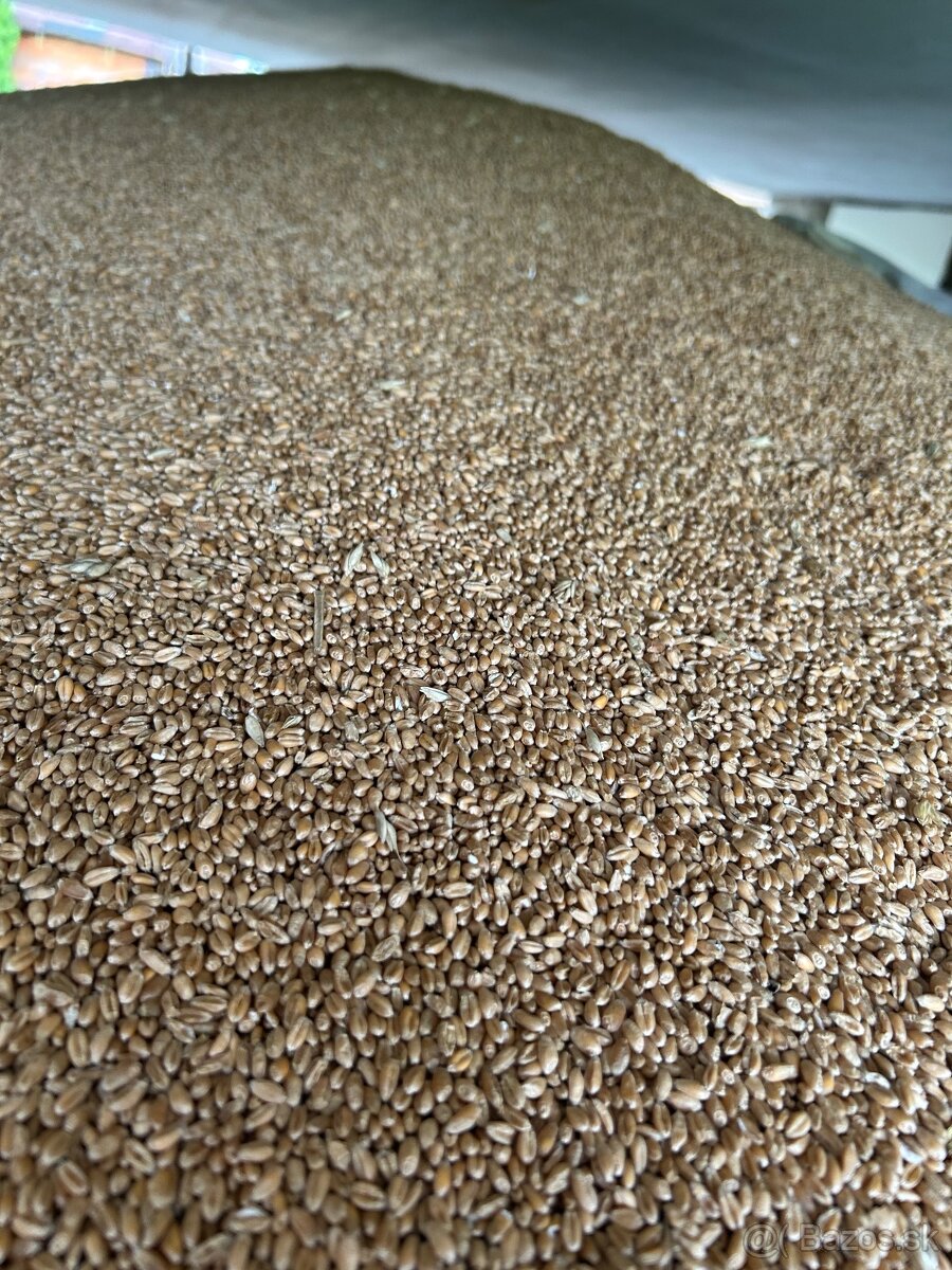 Psenica