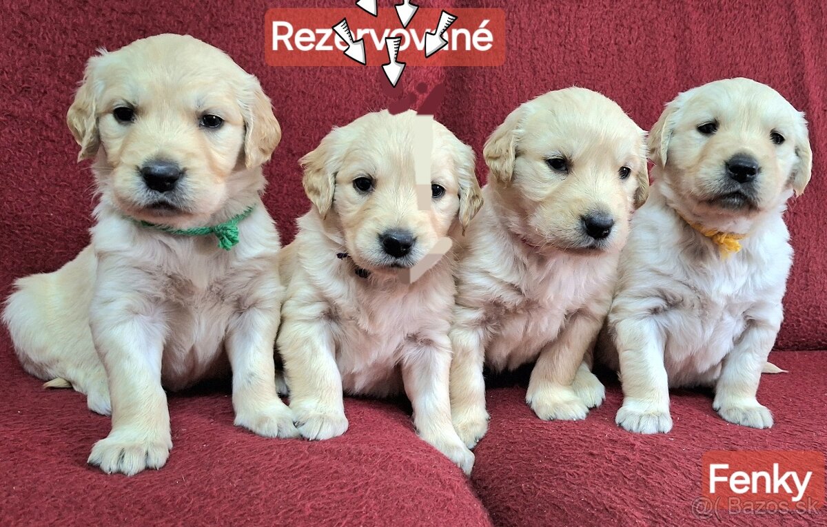 Predám Šteniatka Zlaty retriever-Golden retriever