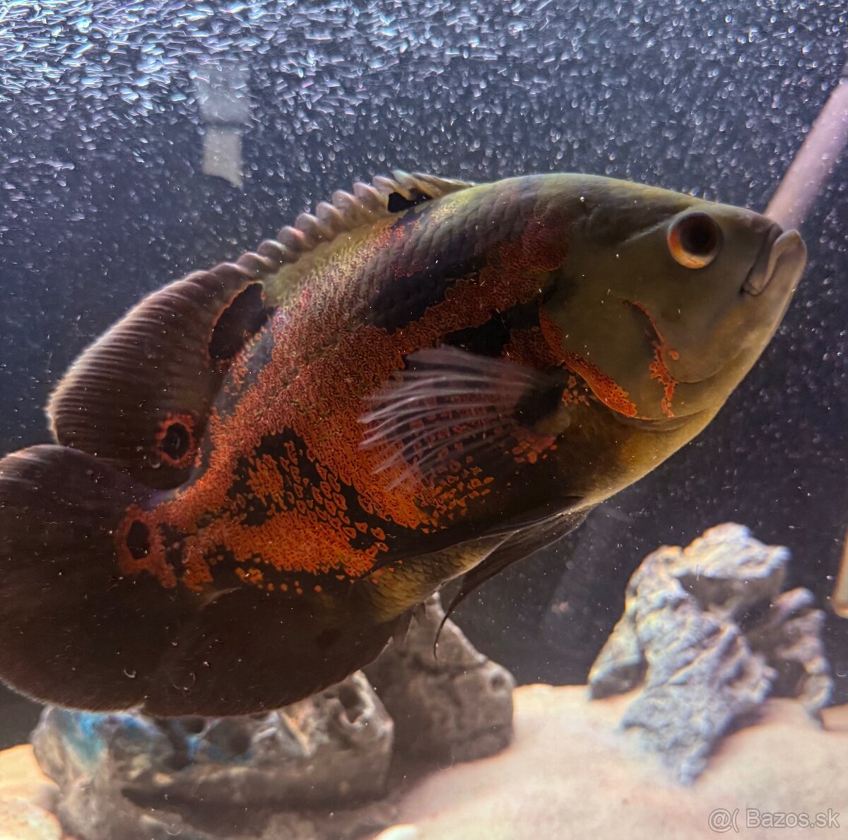 Ocelatus, cichlida pavia