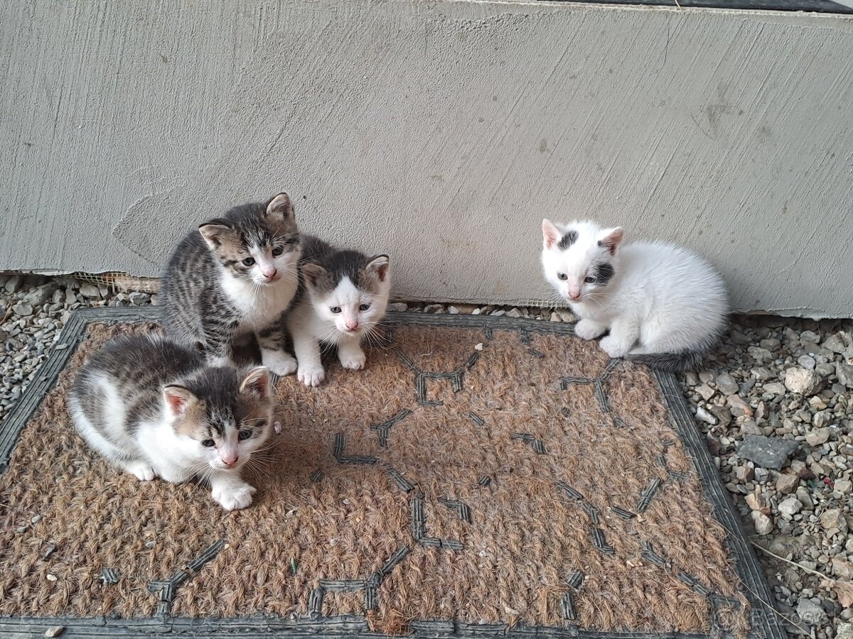 Darujem mačiatka