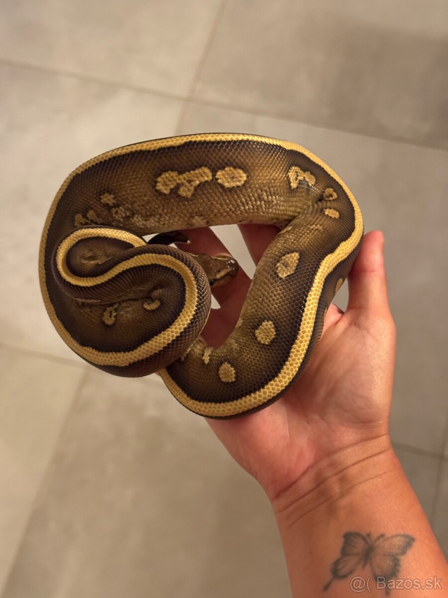 Python regius