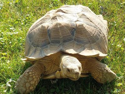 Korytnačka ostrohata Sulcata