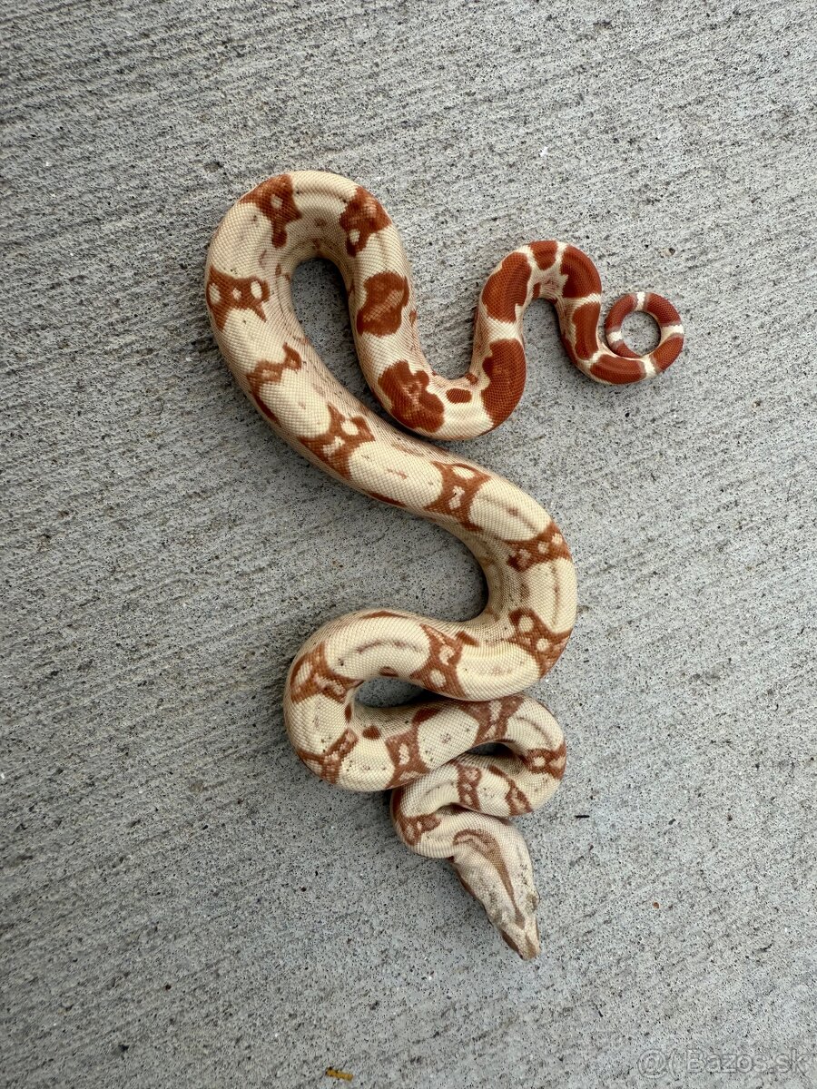 Veľhad kráľovský/Boa constrictor