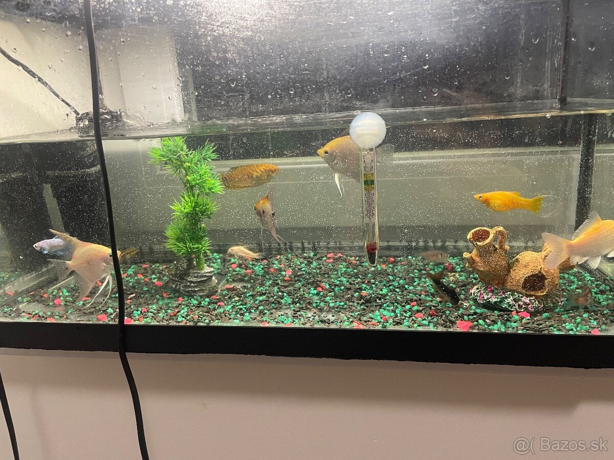 Akvárium s rybickami