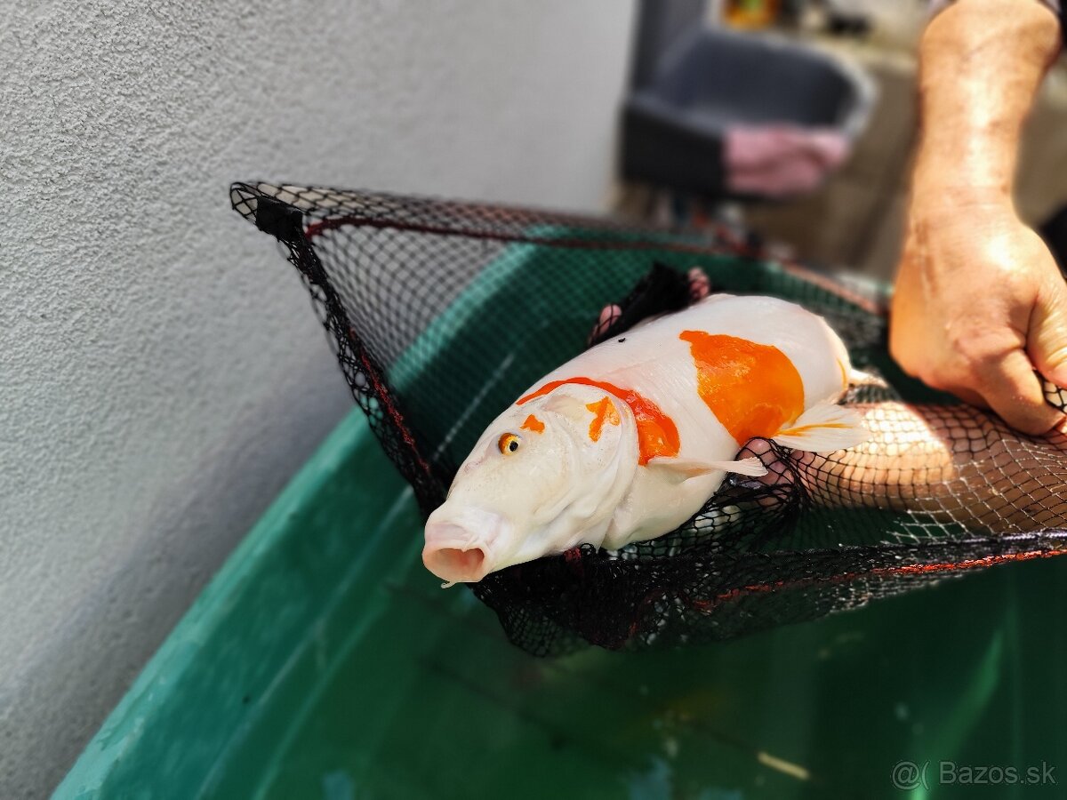 Koi kapre