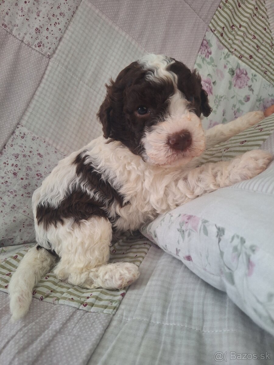 Lagotto romagnolo s PP (italský vodní pes)