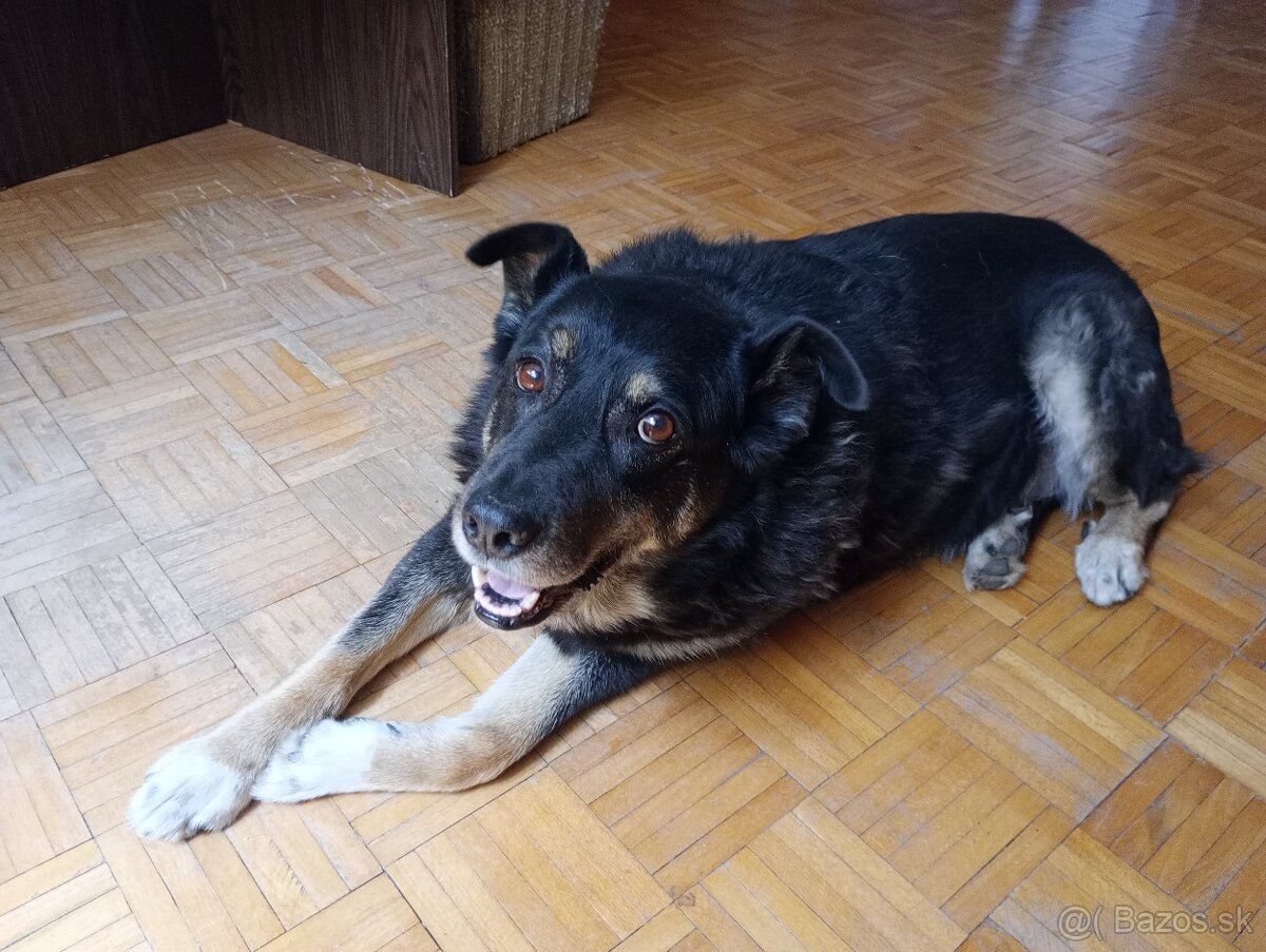 Darujem osemročného psíka
