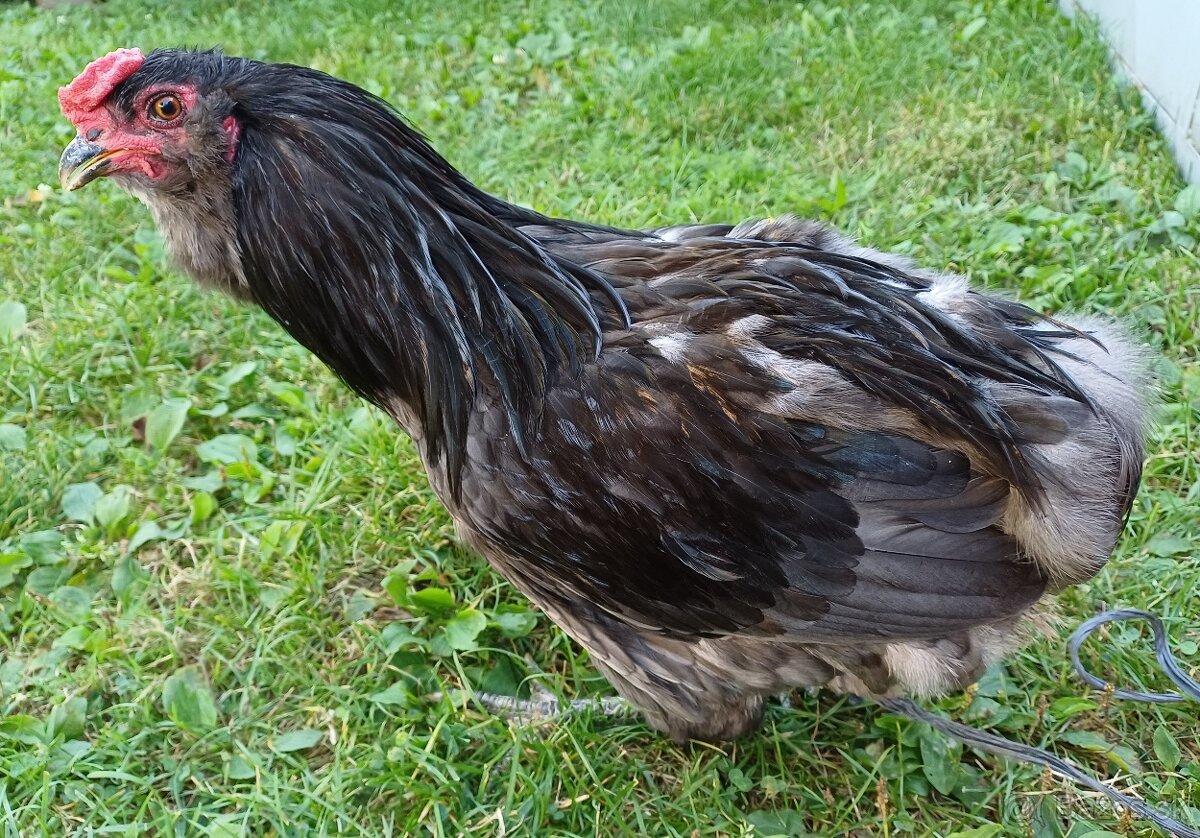 Araucana