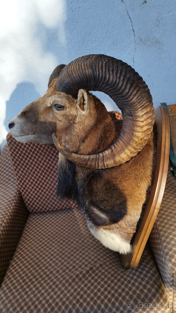 Predám preparát zlatého muflona. Parožie zhody trofeje.