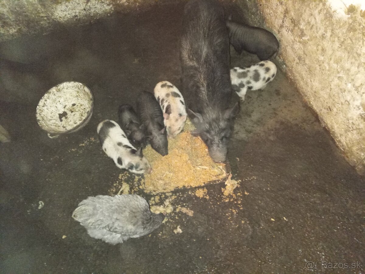 Predám vietnamské prasiatka