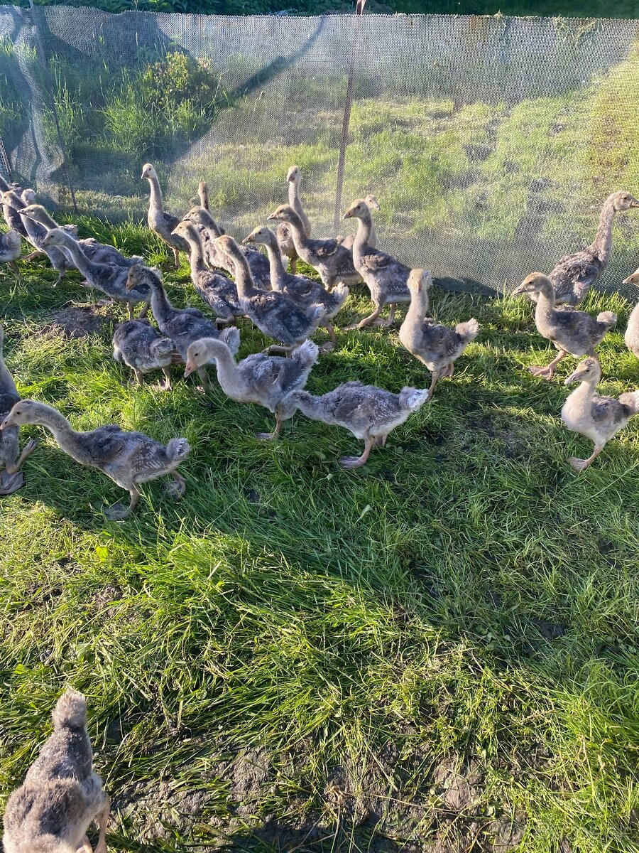 Predám landeske husata