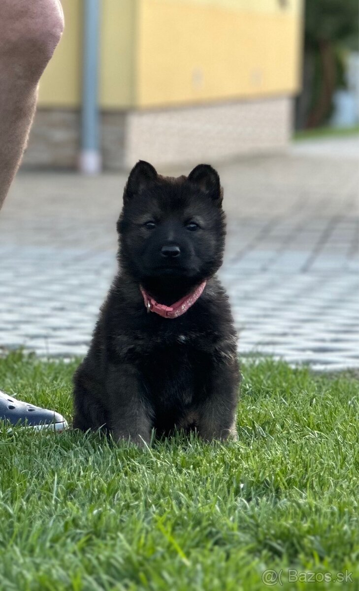 Nemecký ovčiak - NO- Fenky Nemeckého ovčiaka